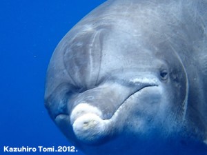 DolphinFace
