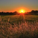 brown and green grass field during sunset