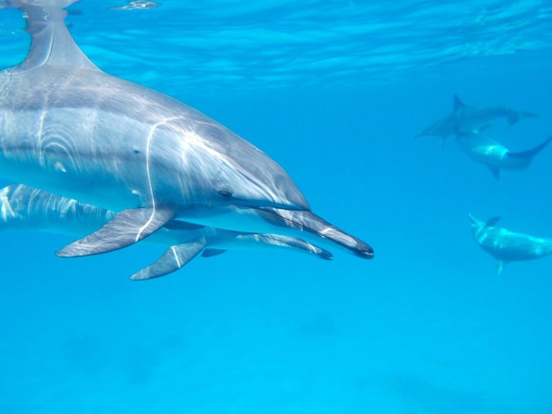 dolphin-806358_1280